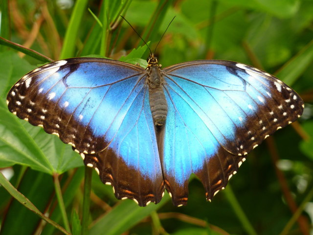 Unknown Butterfly pam fray(CC-by-sa 2.0)
