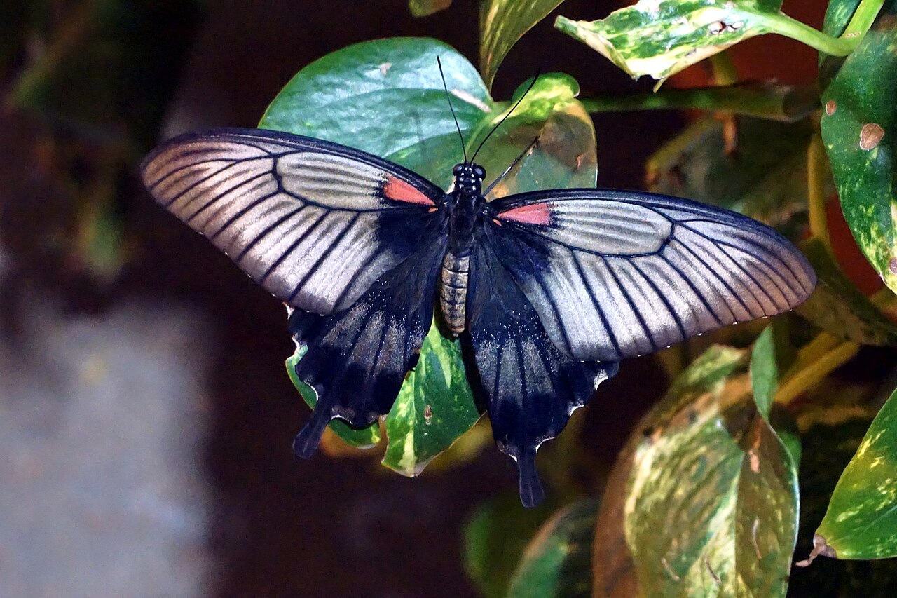 Unidentified Butterfly Michael Barera(CC-by-sa 4.0)