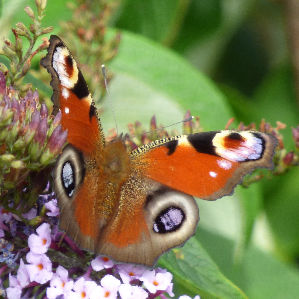 Peacock Butterfly Thomas Nugent(CC-by-sa 2.0)