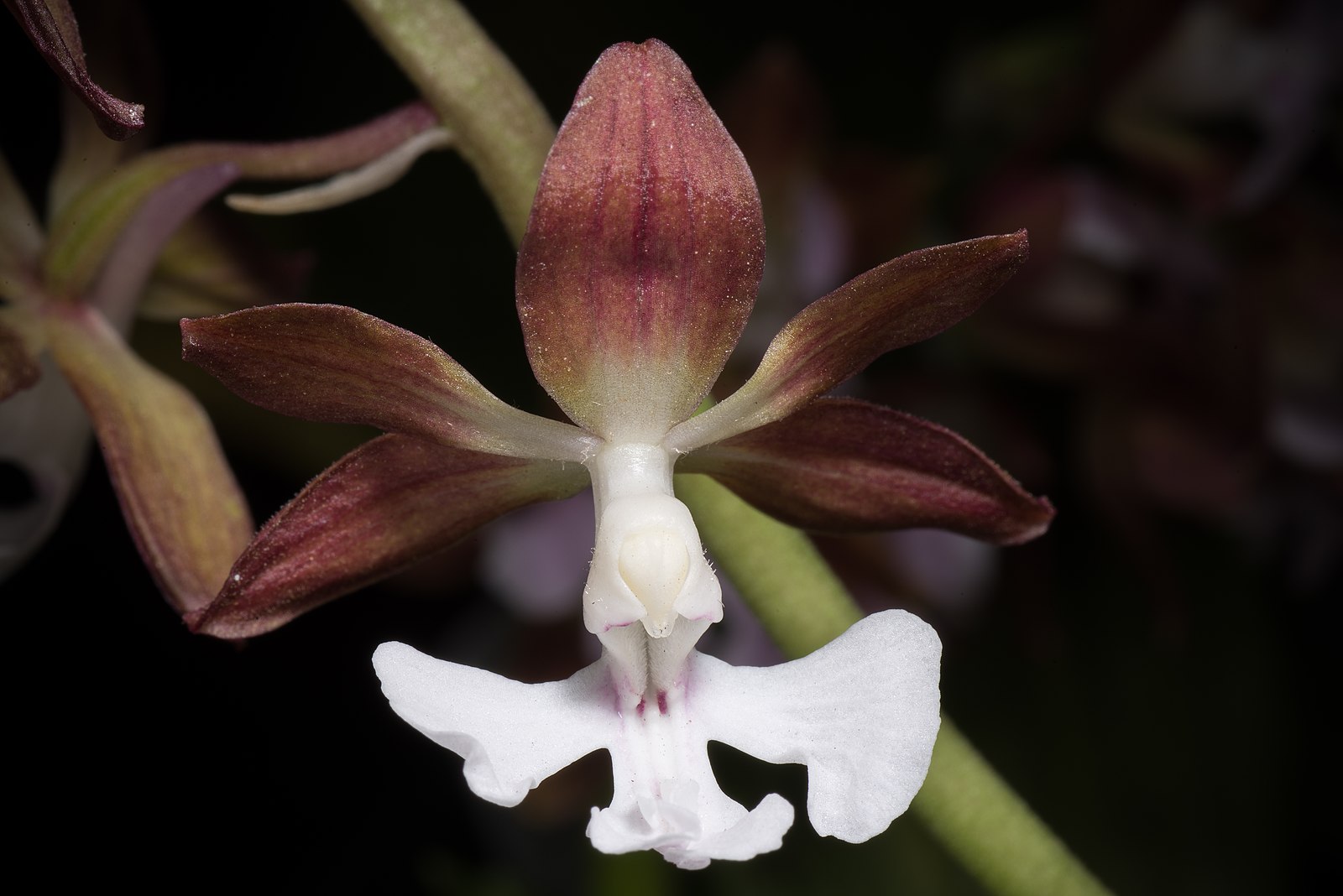 Calanthe discolor (Lindl.) sert sunoochi from Sapporo, Hokkaido, Japan(CC-by 2.0)