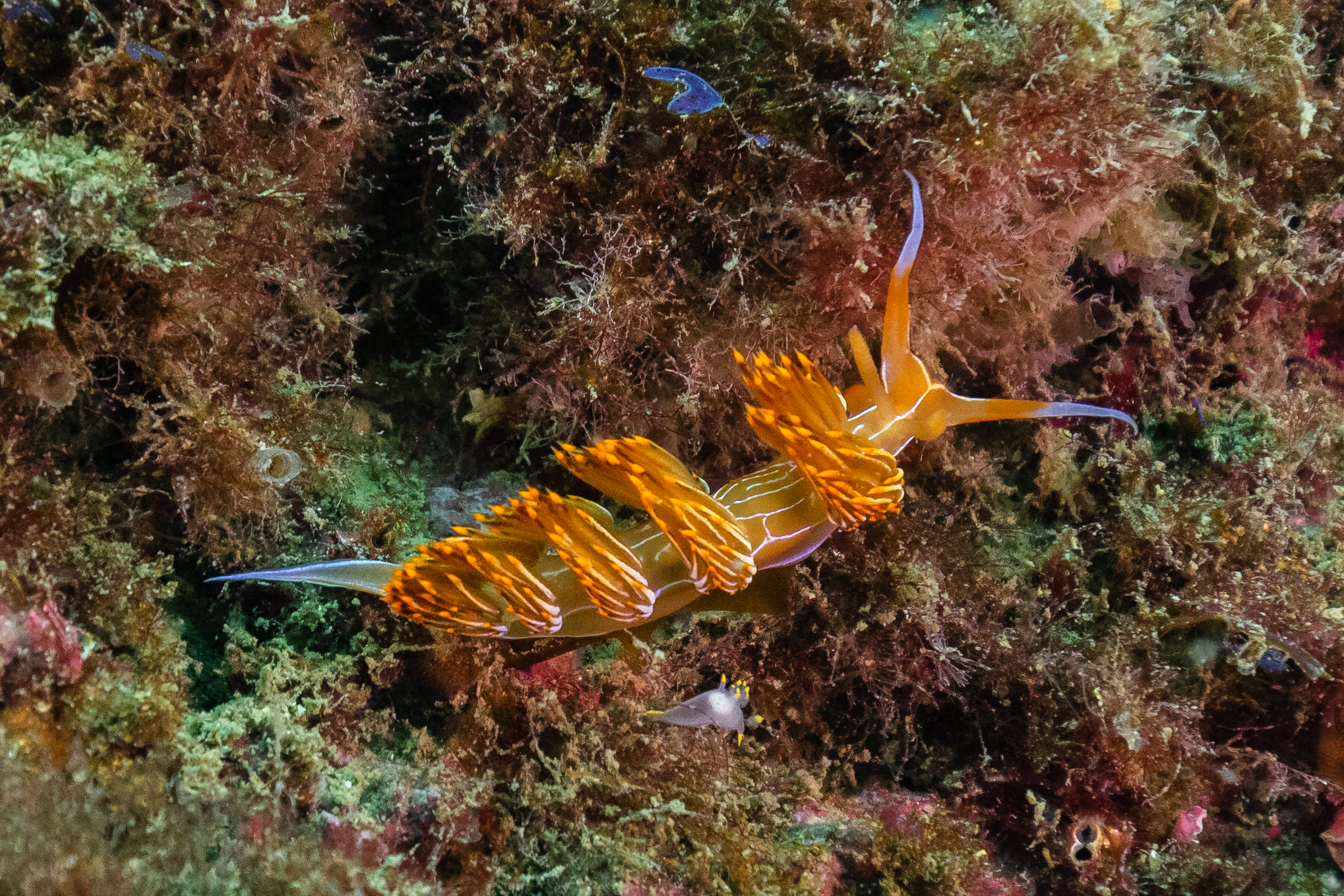 Flabellina babai Diego Deiso(CC-by-sa 4.0)