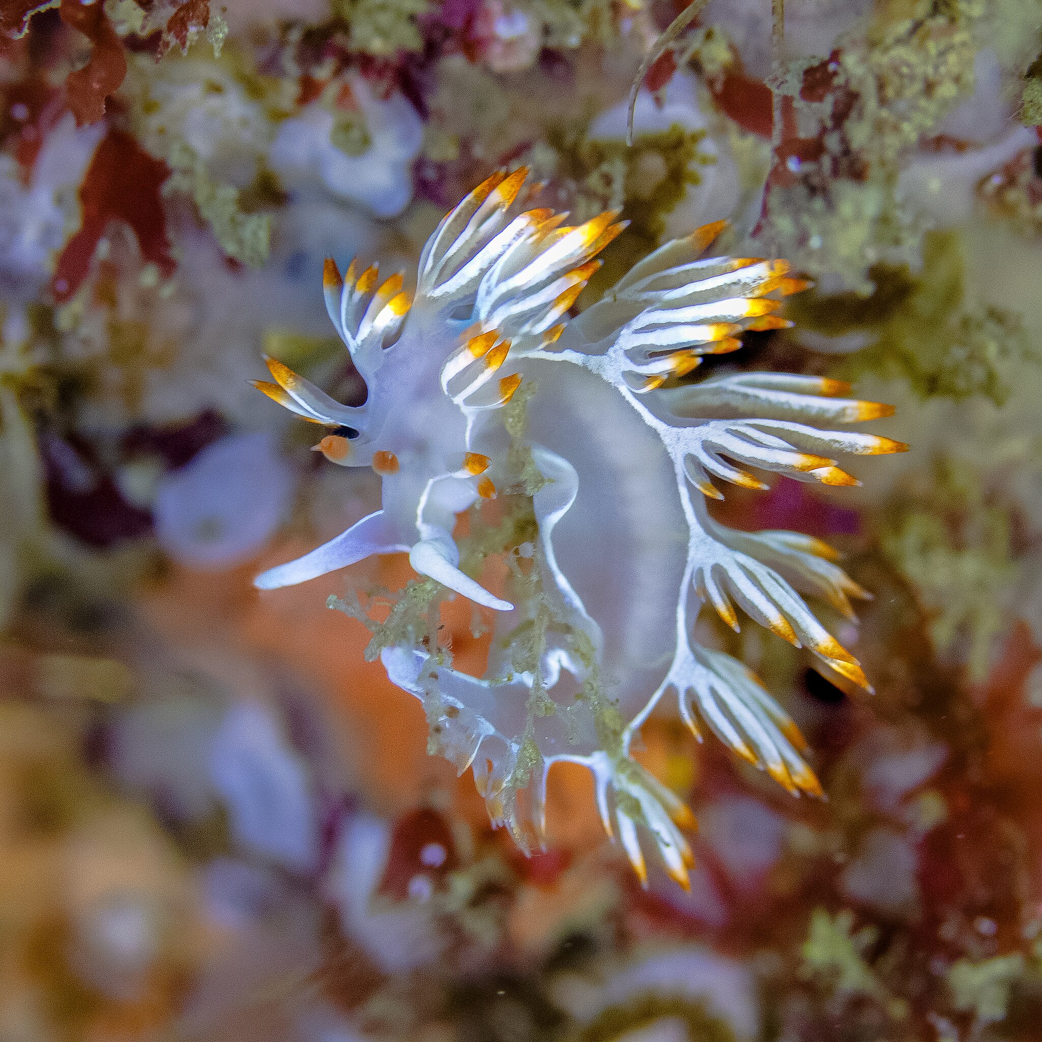 Flabellina babai Diego Deiso(CC-by-sa 4.0)