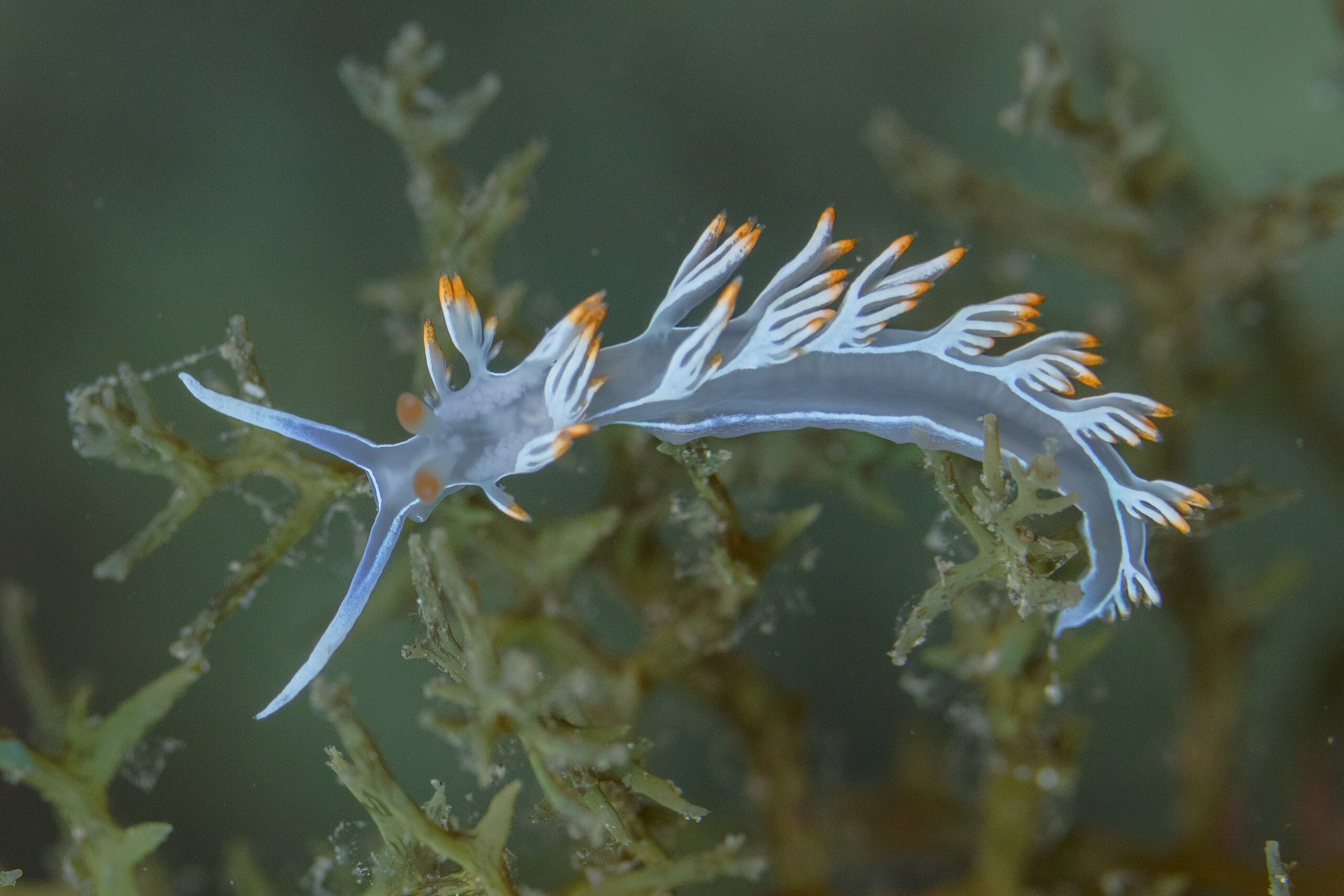 Flabellina babai Diego Deiso(CC-by-sa 4.0)